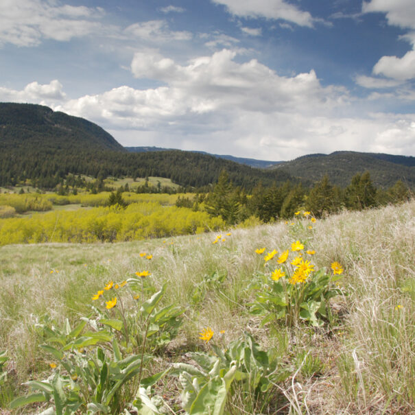 Lac du Bois Grasslands