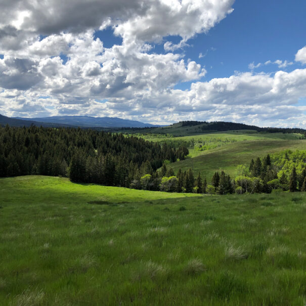 Bunchgrass Hills