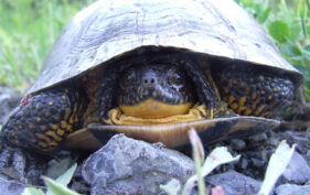 Close up of a Blanding’s turtle from the front, its head is receded into its shell.