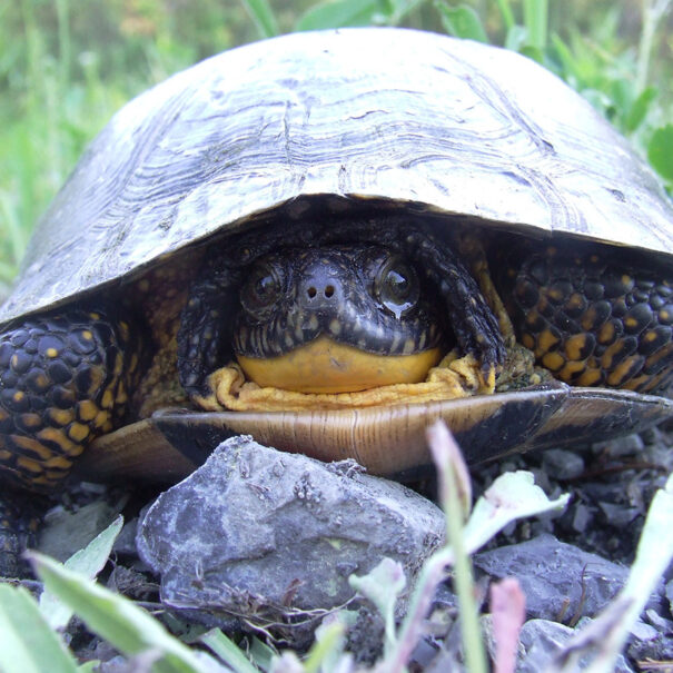 Close up of a Blanding’s turtle from the front, its head is receded into its shell.