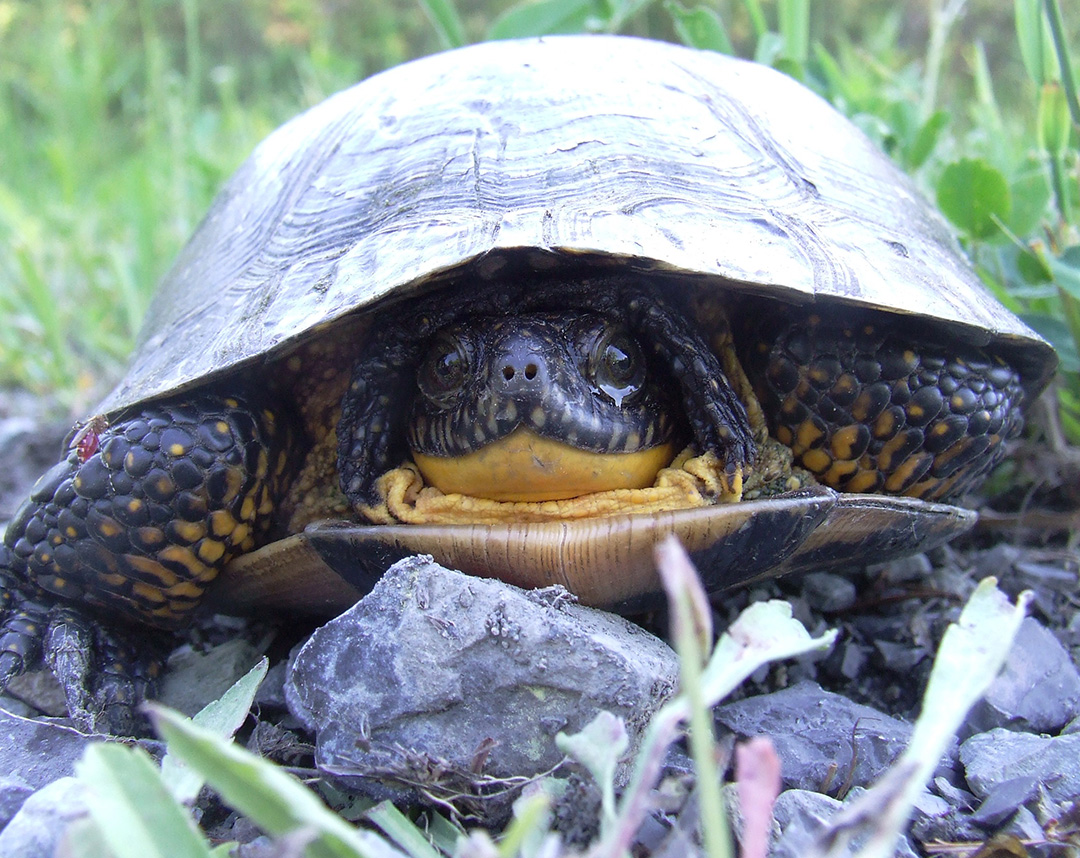 Blanding’s Turtles - Nature Conservancy of Canada