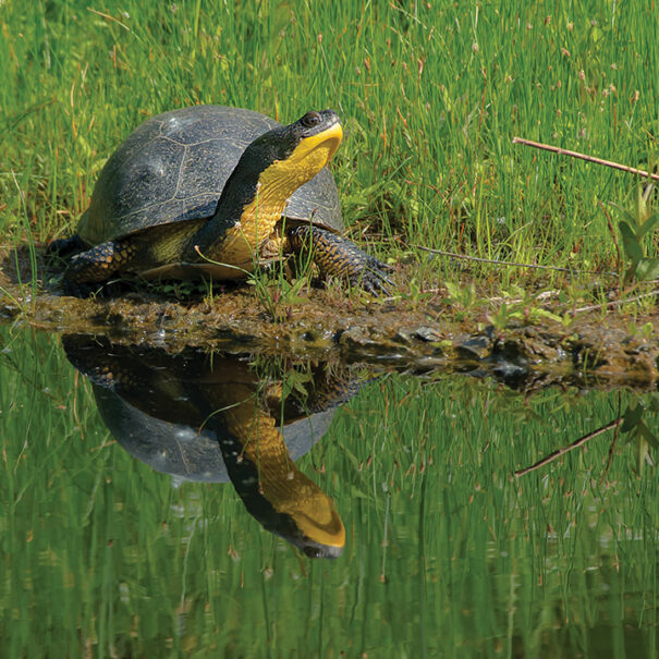 Blanding’s turtle sitting on a shoreline with its neck and head extended out and up. The turtle is reflected in the water.