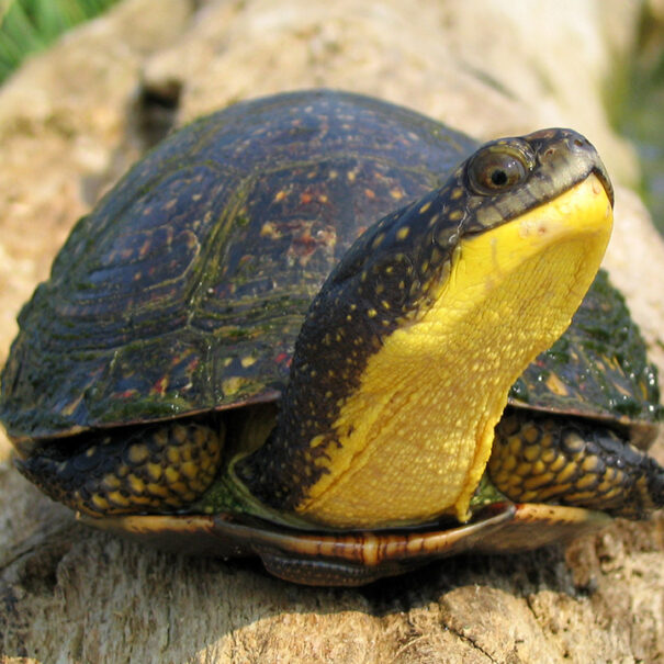 Close up of a Blanding’s turtle sitting on a log. Its head is extended out of its shell and its legs are tucked up into its shell.