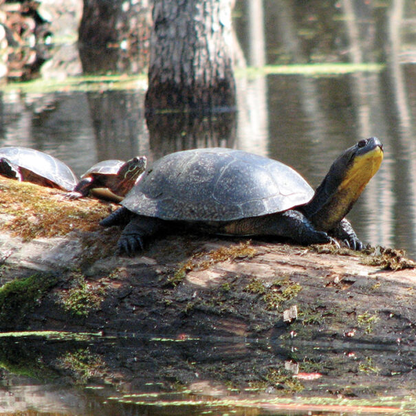 A group of Blanding’s turtles sits on a log by the water. The first two turtles are extending their heads out, and only the shell of the last turtle is visible.