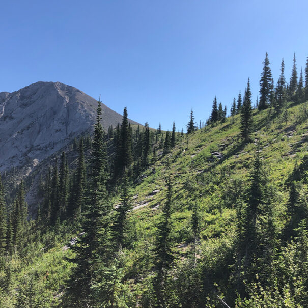 Coniferous trees on mountainous terrain, British Columbia