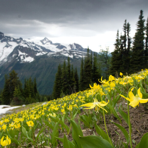 Glacier lilies, Jumbo Pass, British Columbia