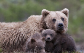 A family of bears, an adult and two cubs, sit huddled together on grassy terrain.