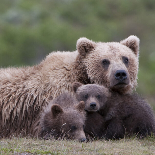 A family of bears, an adult and two cubs, sit huddled together on grassy terrain.