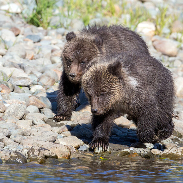 Two bear cubs stand on a rocky shore by water.