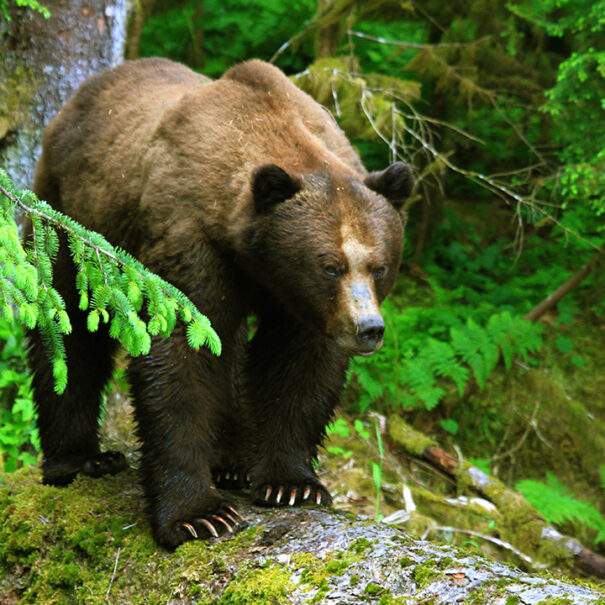 An adult grizzly bear stands on a moss-covered log in a forest.