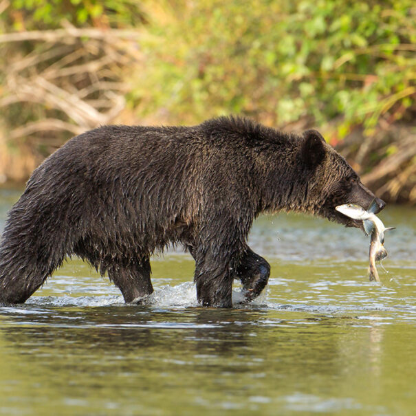 An adult grizzly bear photographed from the side, walking in shallow water. The bear has a fish in its mouth.