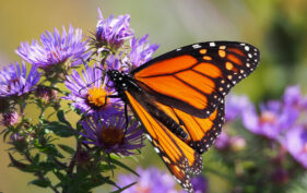 Close of up Monarch butterfly sitting on a bunch of purple New England aster flowers.