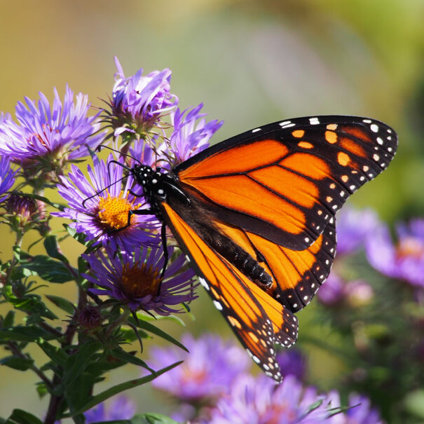 Close of up Monarch butterfly sitting on a bunch of purple New England aster flowers.