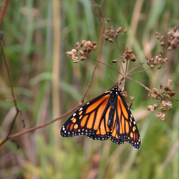 Close up of a monarch butterfly hanging from a brown stem. Its wings are open to its sides.