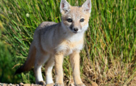 Young swift fox looking at camera, standing on rocky and grassy terrain.