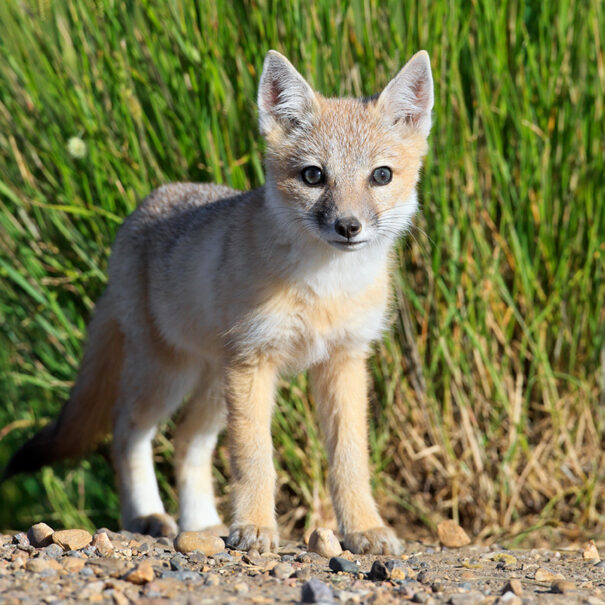 Young swift fox looking at camera, standing on rocky and grassy terrain.