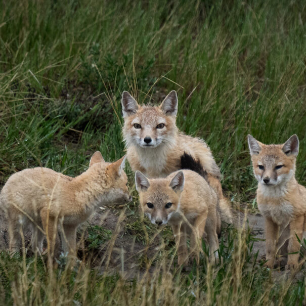 Four swift foxes in long grass. Two of them are looking towards the camera, another is ready to pounce. The third is facing away from the camera.