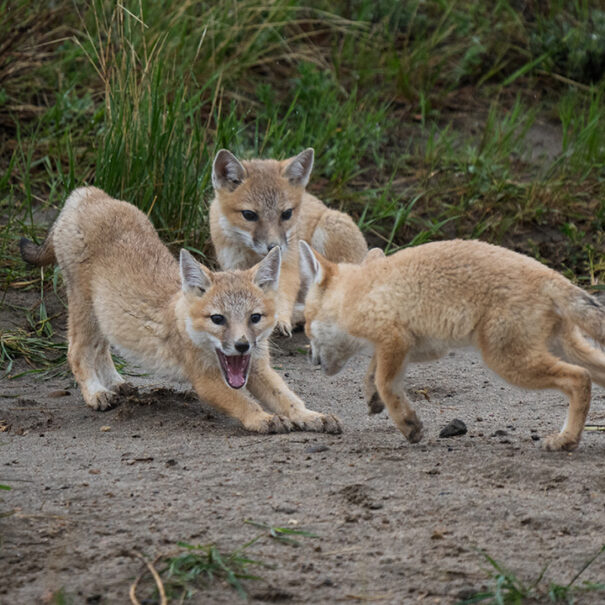 Three swift foxes, two are play fighting while the third looks on.