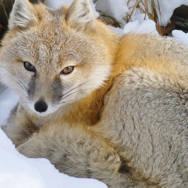 Swift fox lying curled up on snow, it is looking at the camera.