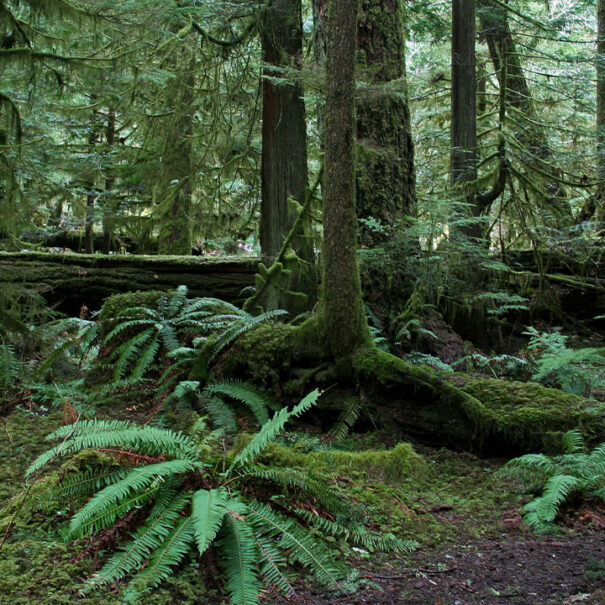 Temperate rainforest, British Columbia