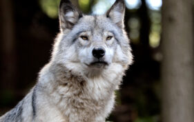 Close up of a sitting gray wolf looking straight at camera.