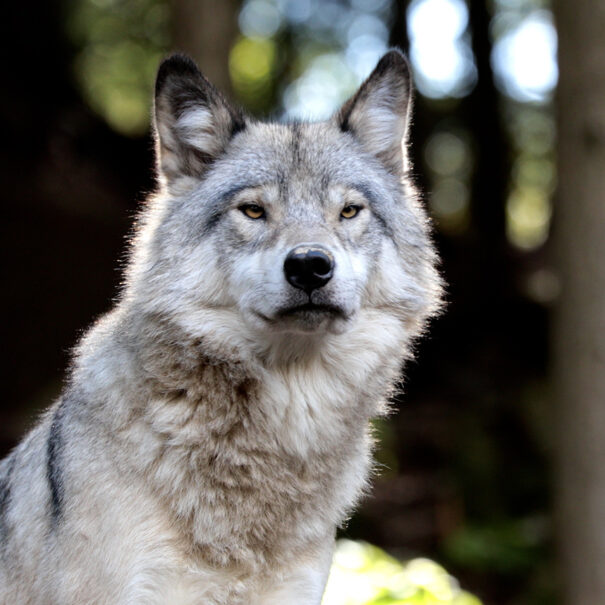 Close up of a sitting gray wolf looking straight at camera.