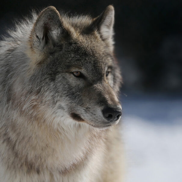 Close up of a gray wolf from the side.