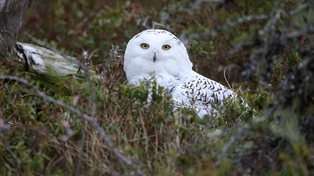 Shop E-Cards - Nature Conservancy of Canada