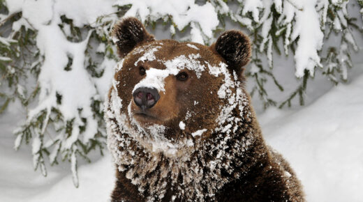 Close up of a grizzly bear face. The bear is sitting in front of a snow-covered evergreen tree and has snow on its face and in its fur.