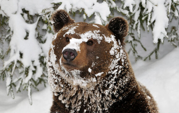 Close up of a grizzly bear face. The bear is sitting in front of a snow-covered evergreen tree and has snow on its face and in its fur.