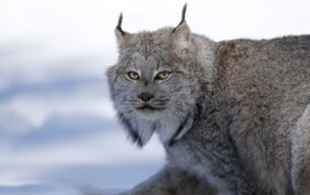 Close up of a Canada lynx walking across snow, looking toward camera