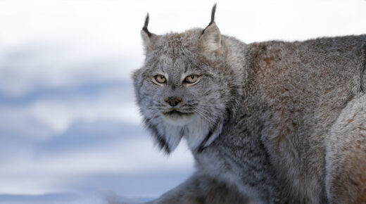 Close up of a Canada lynx walking across snow, looking toward camera