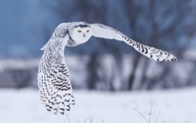 Snowy owl in flight with wings outstretched