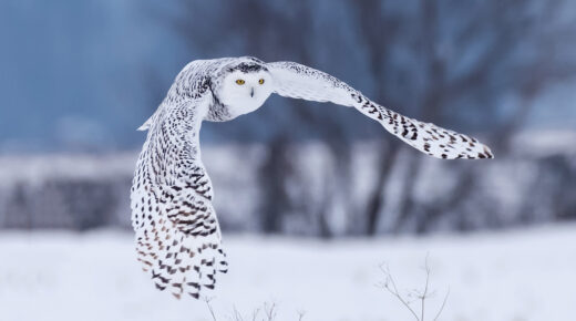 Snowy owl in flight with wings outstretched