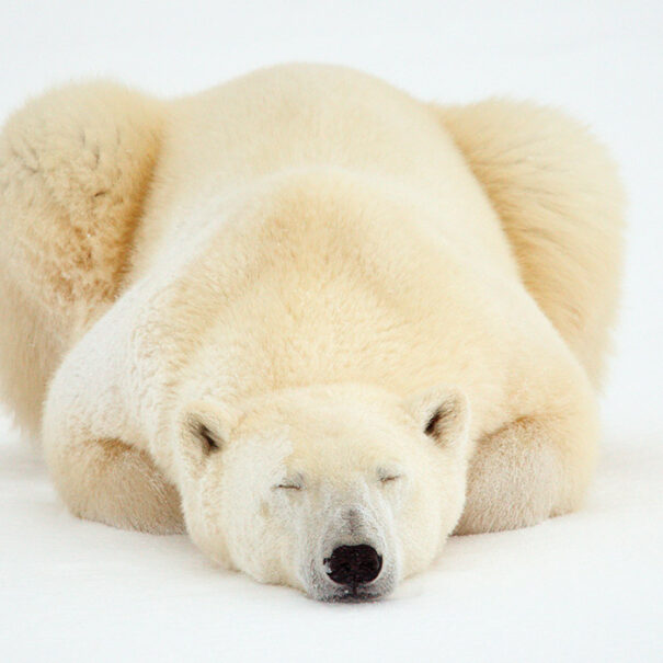 Polar bear sleeping on stomach, its paws are tucked under its body.