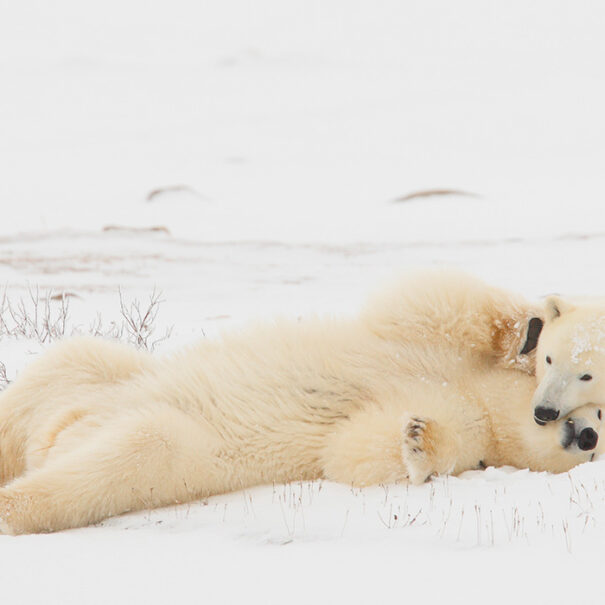 Two polar bears play fighting.