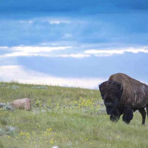 Plains bison at Old Man on His Back Prairie and Heritage Conservation Area, Saskatchewan