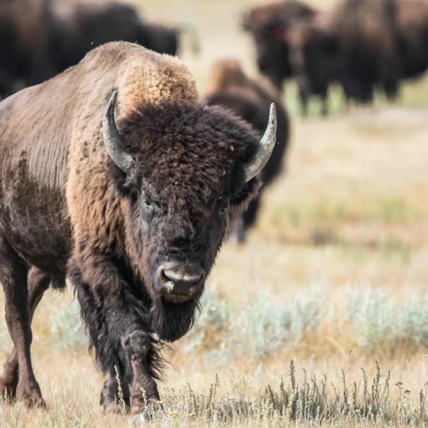 A plains bison with a thick, dark brown coat and prominent horns walking toward the camera in a grassy field, with a herd of bison grazing in the background.