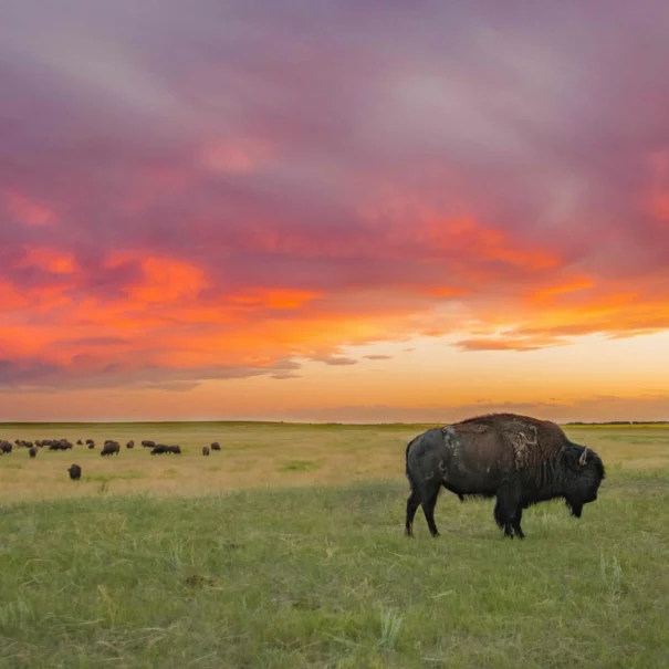 A herd of bison in a vast open grassland under a vibrant sky at sunrise or sunset. One bison stands prominently in the foreground, with the rest of the herd scattered across the flat prairie landscape.