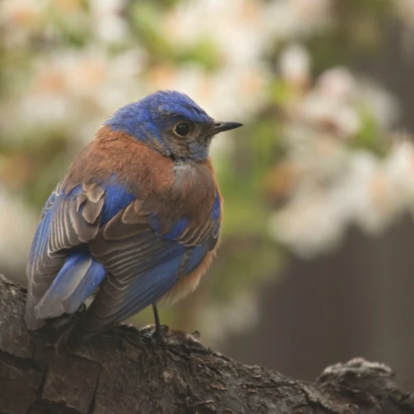 A Western bluebird perched on a tree branch, with blue feathers on its head, wings, and tail, and a rusty orange chest. The blurred background features white flowers and green foliage.