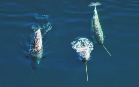 Three narwhals swimming in deep blue water—two facing downward with visible tusks above the surface, and one facing upward with its tail fin breaking through the water.
