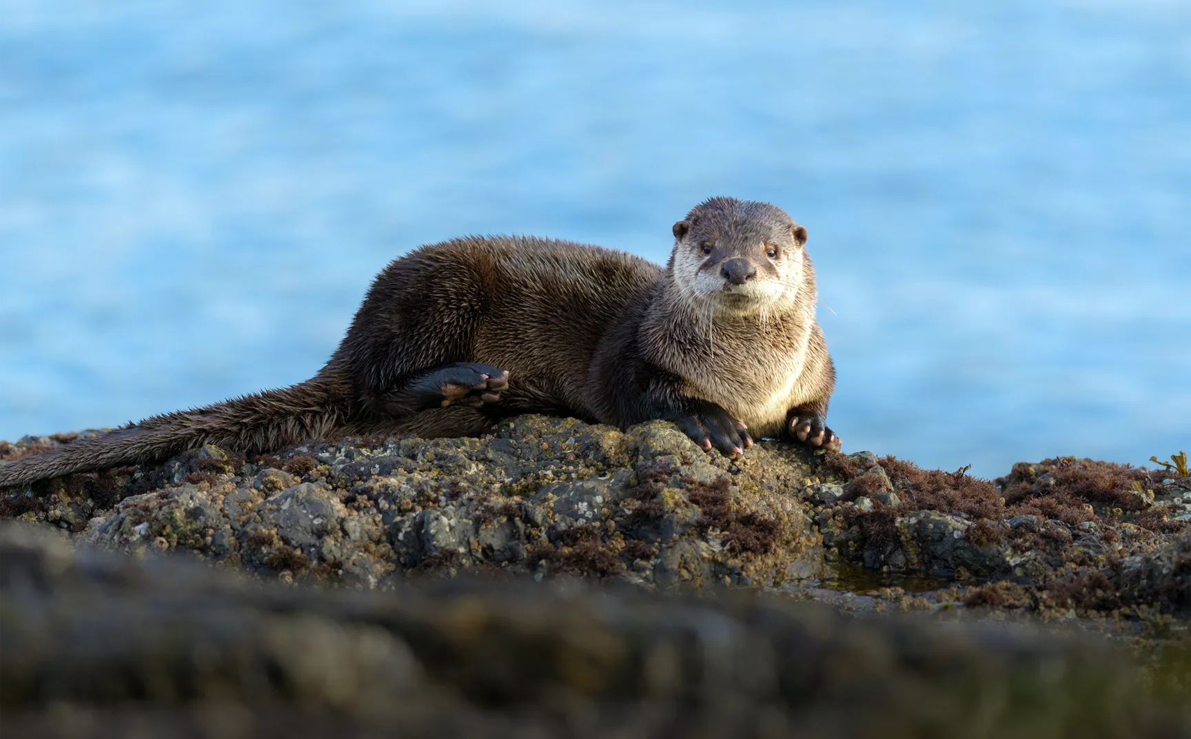 Photo of Otter in wetland
