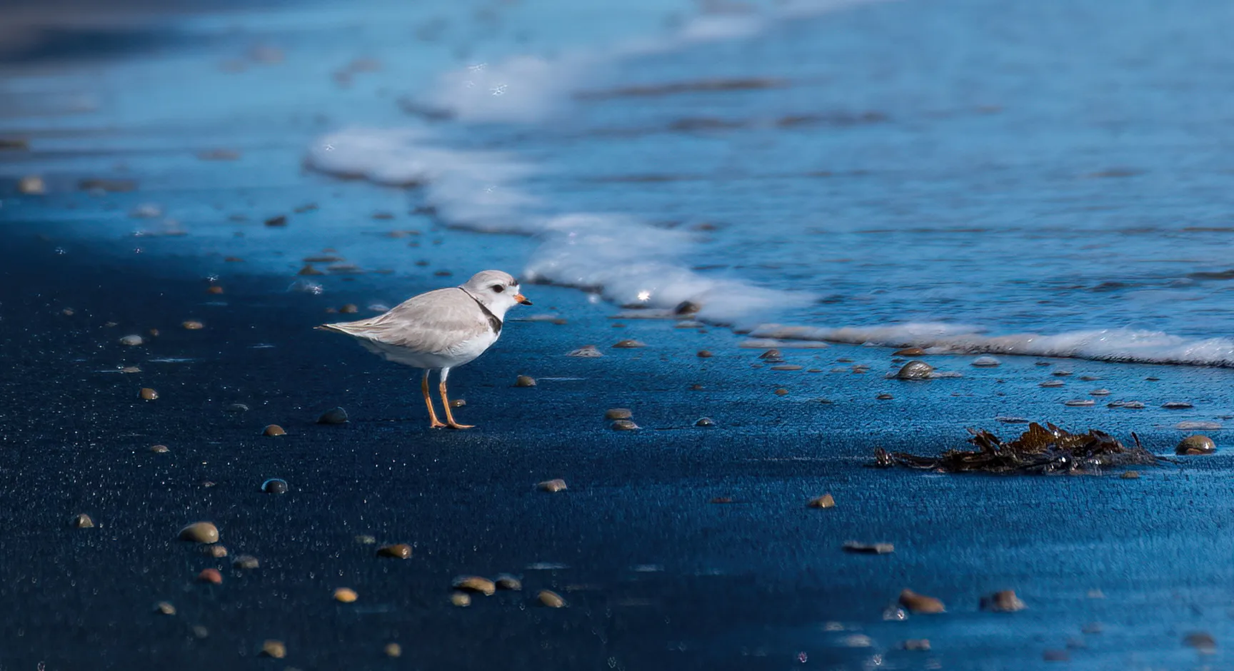 Photo of Piping Plover